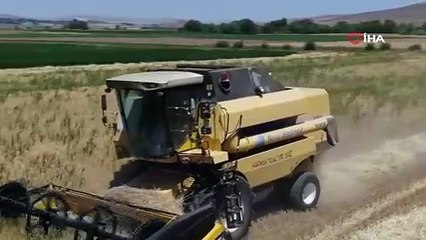 Çiftçiler ilk hasadını yaptı yüzleri güldü. Geçen yılı ikiye katladı