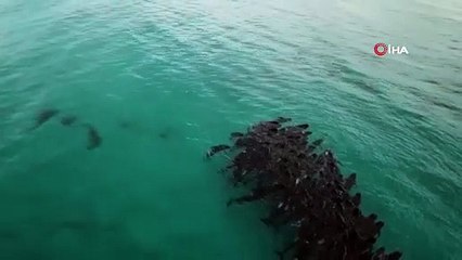 Onlarca balina karaya vurdu