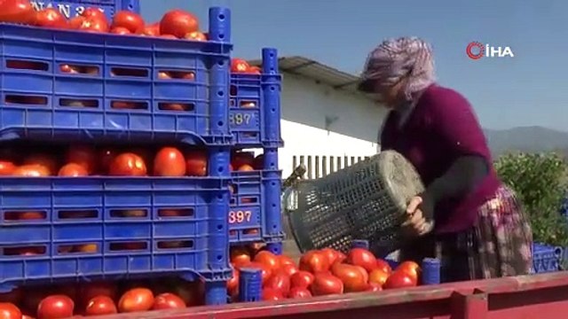 Hasadına başlandı kilosu 2 lira. Geçen sene kilosu 3 lira 50 kuruştu