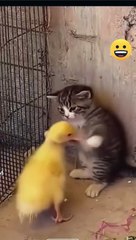 Baby cat eith duck