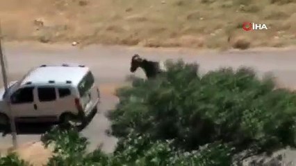 Aracına bağladığı atı koşturan adamın vicdansızlığı cezasız kalmadı