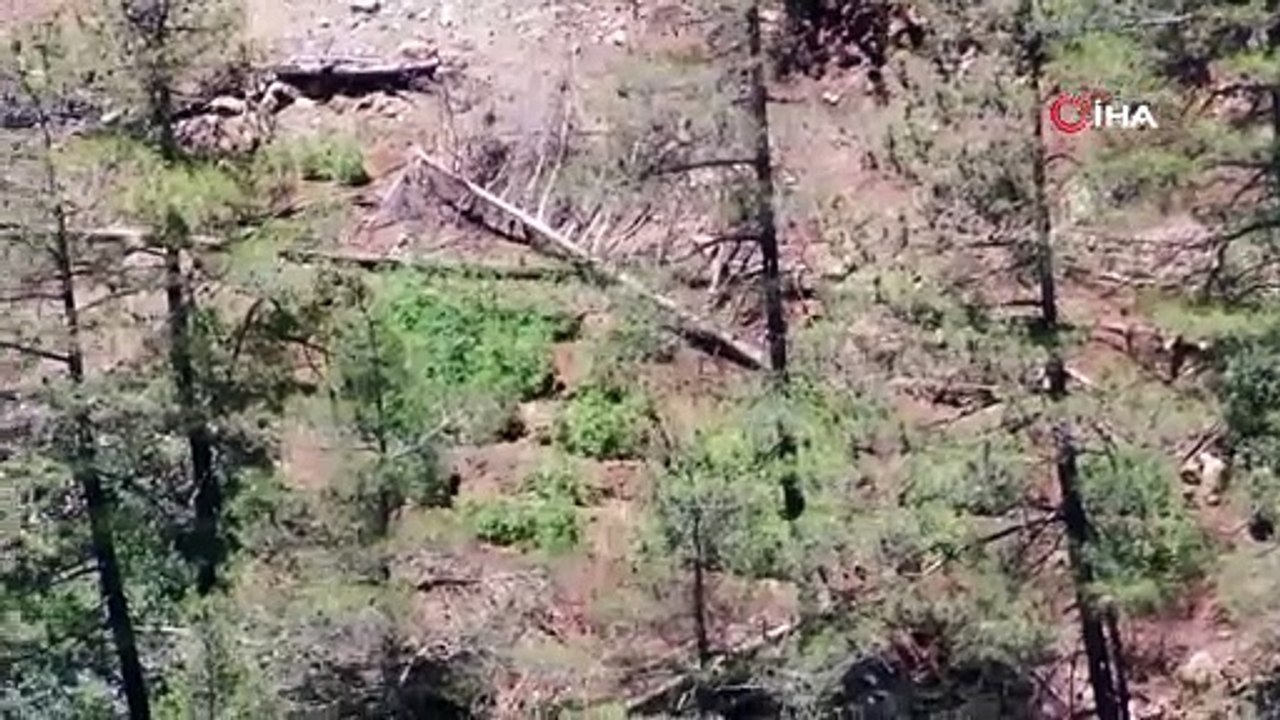 Vallahi pes. Ormana uyuşturucu ektiler