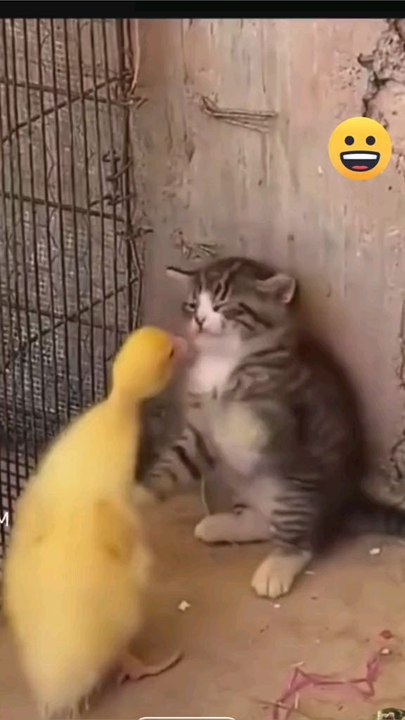 Cat vs duck