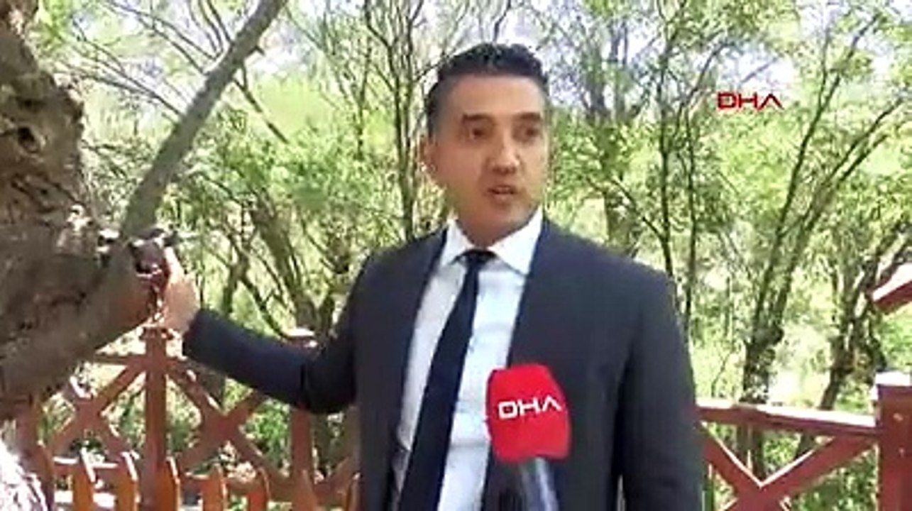 Türkiye'nin en yaşlı ağacı bakın kaç yaşında