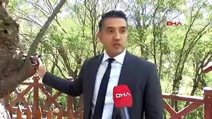 Türkiye'nin en yaşlı ağacı bakın kaç yaşında