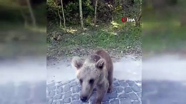 Yavru ayının araç sürücüsüne saldırısı kameraya yansıdı