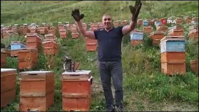 Karslı arıcı arı adam oldu. Binlerce arı ile gösteri yaptı