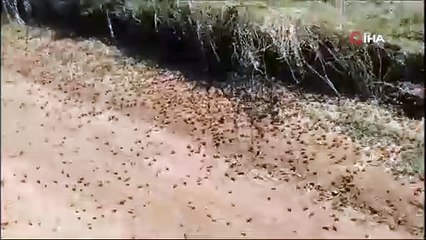 Tekirdağ’da çiftçilerin korkulu rüyası geri döndü