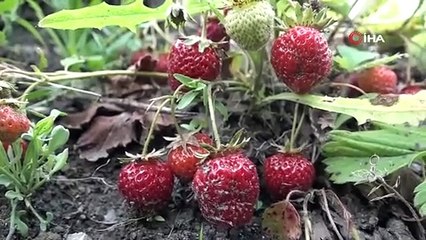 AKP'nin kalesinde çiftçi tarlasındaki mahsulünü toplamadı