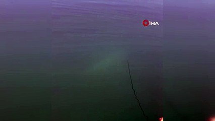 Balıkçının özel yapım oltasına takıldı. Gören yanına gidip poz verdi