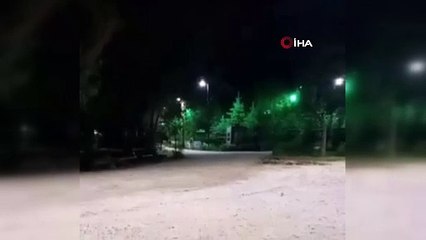 Sokak köpekleri çöp karıştıran yavru ayıya saldırdı