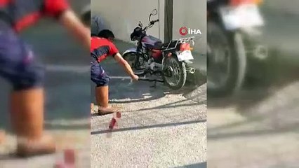 Yılanlar şehir merkezini istila etti. Her yerde karşınıza çıkıyor