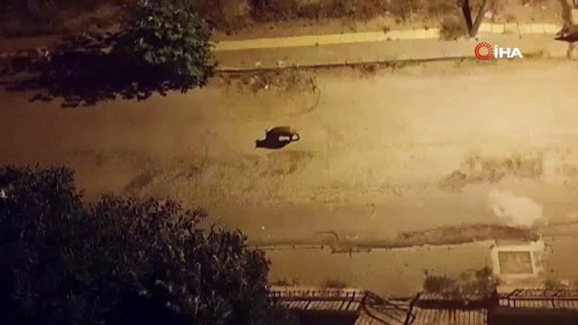 Yaban domuzları şehre indi