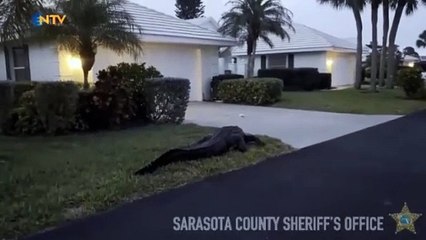 40 timsahı tek şartla satışa çıkardılar