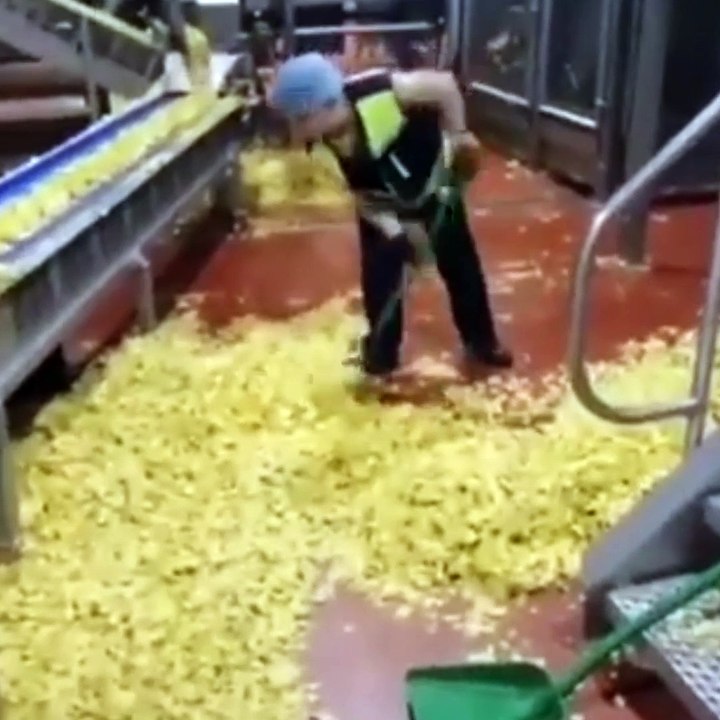 Cips fabrikasında mide bulandıran görüntüler. C...