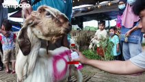 Jumlah Kurban Diperkirakan Berkurang, Pendapatan Kelas Menengah Menurun
