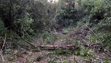 Phaselis'te talana yargı yine 'dur' dedi. El değmemiş koylar betona gömülecekti