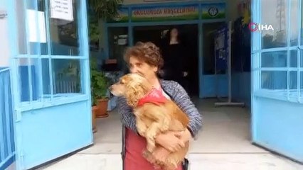Oy kullanmaya köpeğiyle gitti