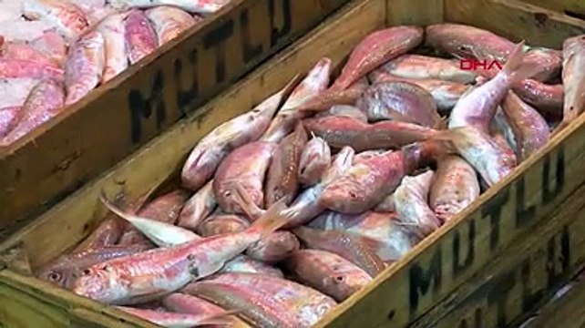 Denizlerde avlanan balık miktarı 4 yılda yüzde 32 azaldı. TÜİK son verileri açıkladı