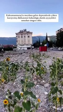 Depremde yıkılan kuruyemiş dükkanının enkazında ayçiçekleri açtı. Videoyu izlerken gözleriniz dolacak