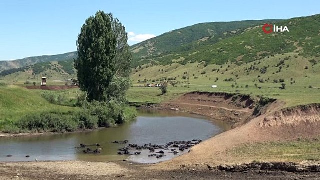 Burası Afrika değil Muş Ovası