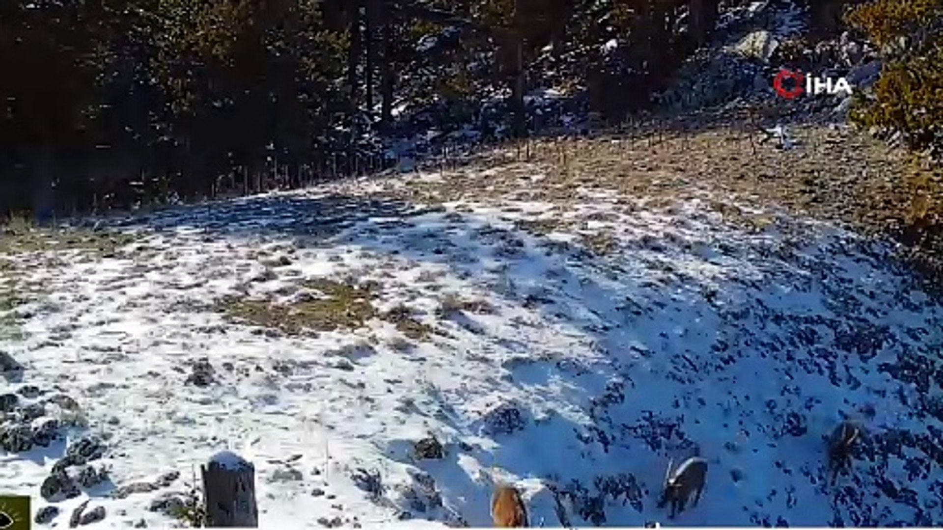 Vaşağın yaban keçisi avı fotokapanda