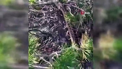 Çam ağacına tırmandı görenin ağzı açık kaldı