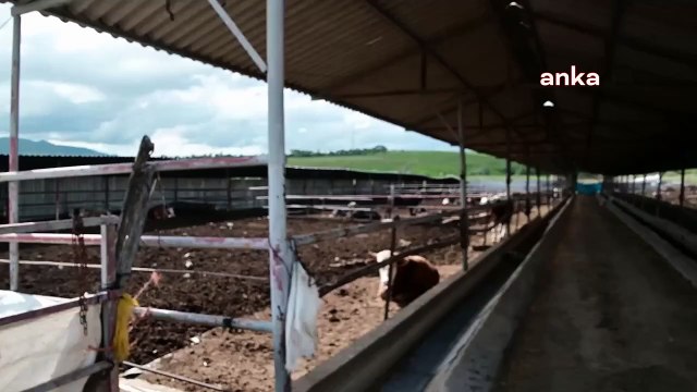 Yozgat'ta şap alarmı. Hayvan pazarları kapatıldı