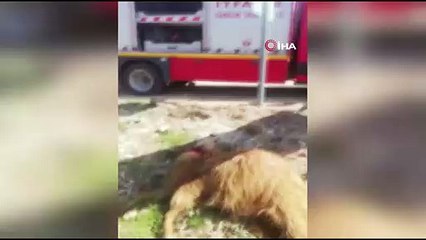 Tır devrildi, 60 hayvan telef oldu