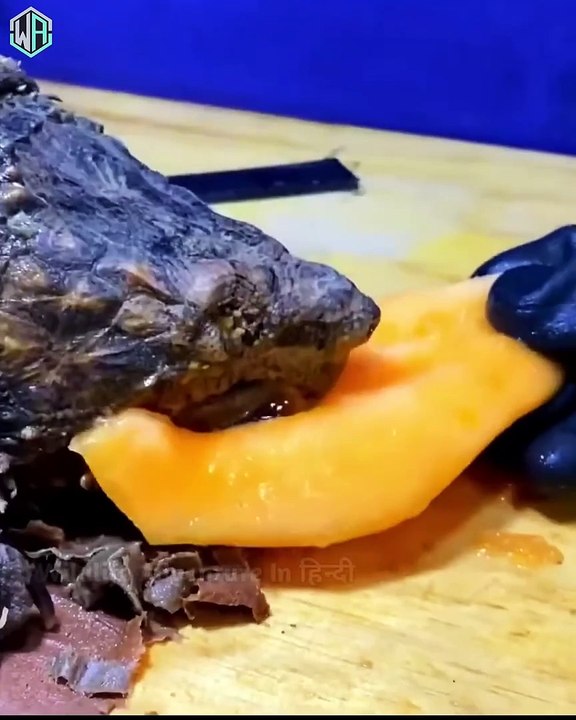 दखए इस य ह सबस खतरनक कछआ 3 Most Deadliest And Dangerous Animals shorts animals