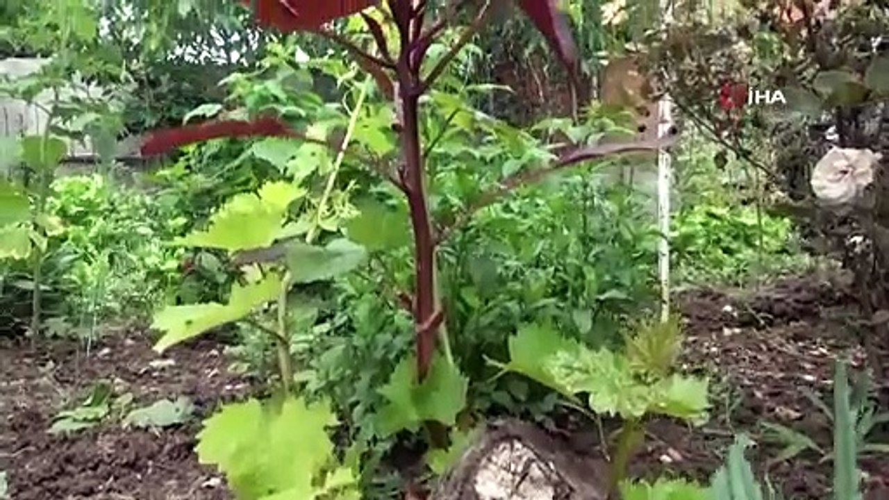 Ölümsüzlük bitkisi olarak biliniyor. Çölyak hastalarına şifa oluyor