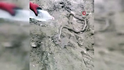 Sıcaktan bunalan yılana su servisi