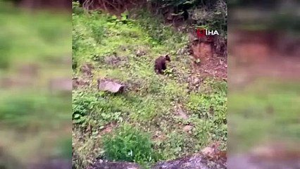 Ayıyı ıslık çalarak çağırdı