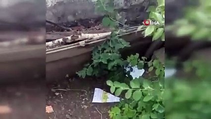 Yılanlar Türkiye'yi sardı. Her yerden çıkıyorlar