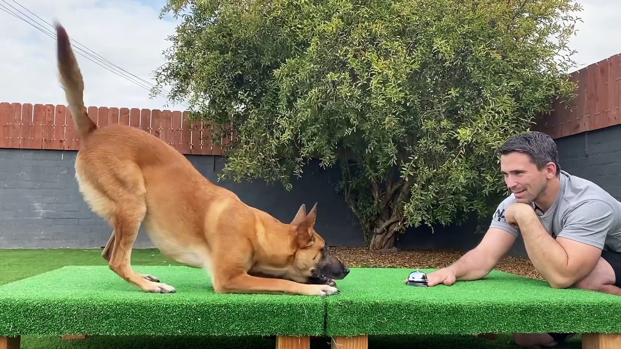 Free Dog Training courses