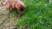 Dünyanın en yaşlı köpeği bir yaşına daha girdi