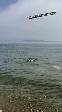 Fedon'a Bodrum'da denize girmek kolay sıkıysa gel de burada gir dedi Gemlik Körfezi’ne çağırdı