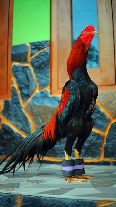 Aseel murga ki pehchan, Laka Kabootar Eigal#pigeon #aseelmurga #pets#birds #shorts #viral