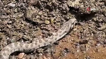 Çalıların arasından geldi. Görüntüsü bile şok etti