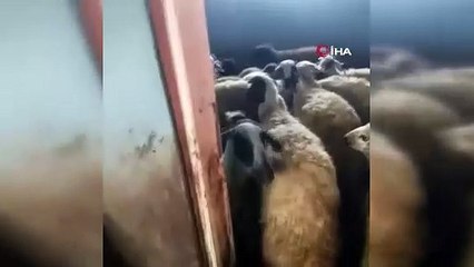 Çoban ahırın kapısını açınca şok geçirdi. Gözlerine inanamadı