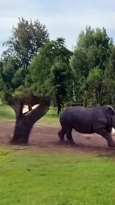 Animal funny