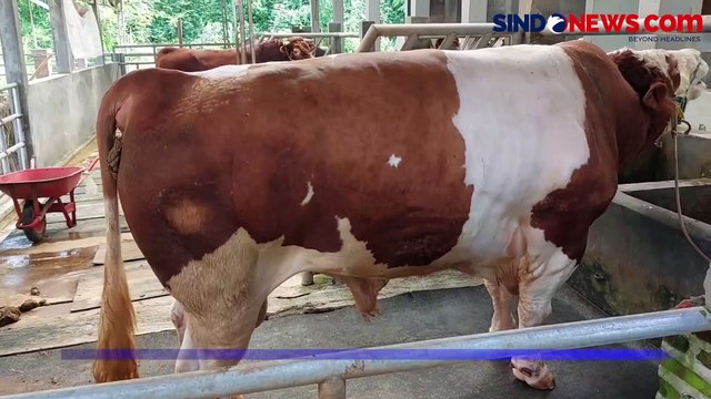 Sapi Berbobot 1,08 Kg di Subang Dibeli Jokowi untuk Kurban