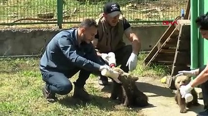 Köylüler hayatlarını kurtardı. İsim babaları veteriner oldu
