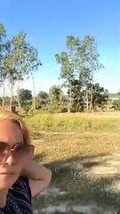 Here to See the Elephants 