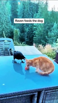 Raven feeds the dog #birds#kitten