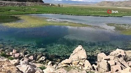 Yılanlar etrafı sardı. Köylüler adım atacak yer bulamıyor