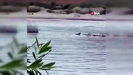 Nesli yok olmak üzereydi. Ülkemizde görüntülendi