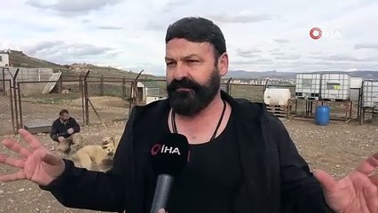 Kangal köpeğinin hiç bilinmeyen özelliğini açıkladı. Duyanlar şaşkına döndü  