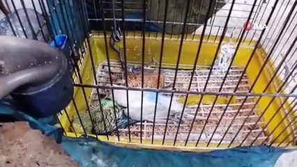 Sobaya tiner döktü öldü 