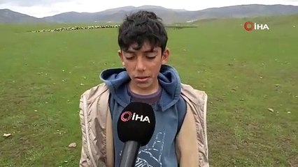 Sığırcık sürüsü koyunları ablukaya aldı